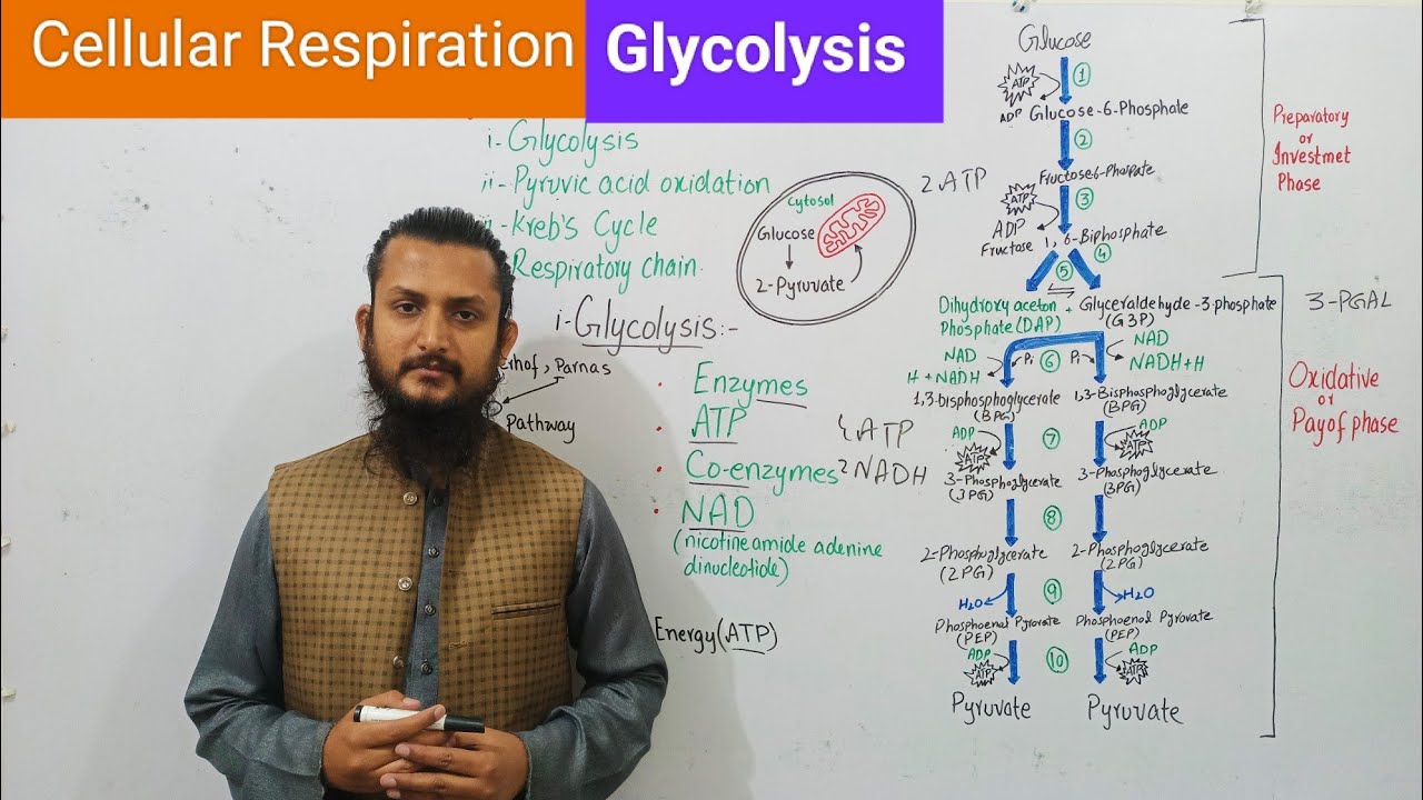 Glycolysis | Cellular Respiration
