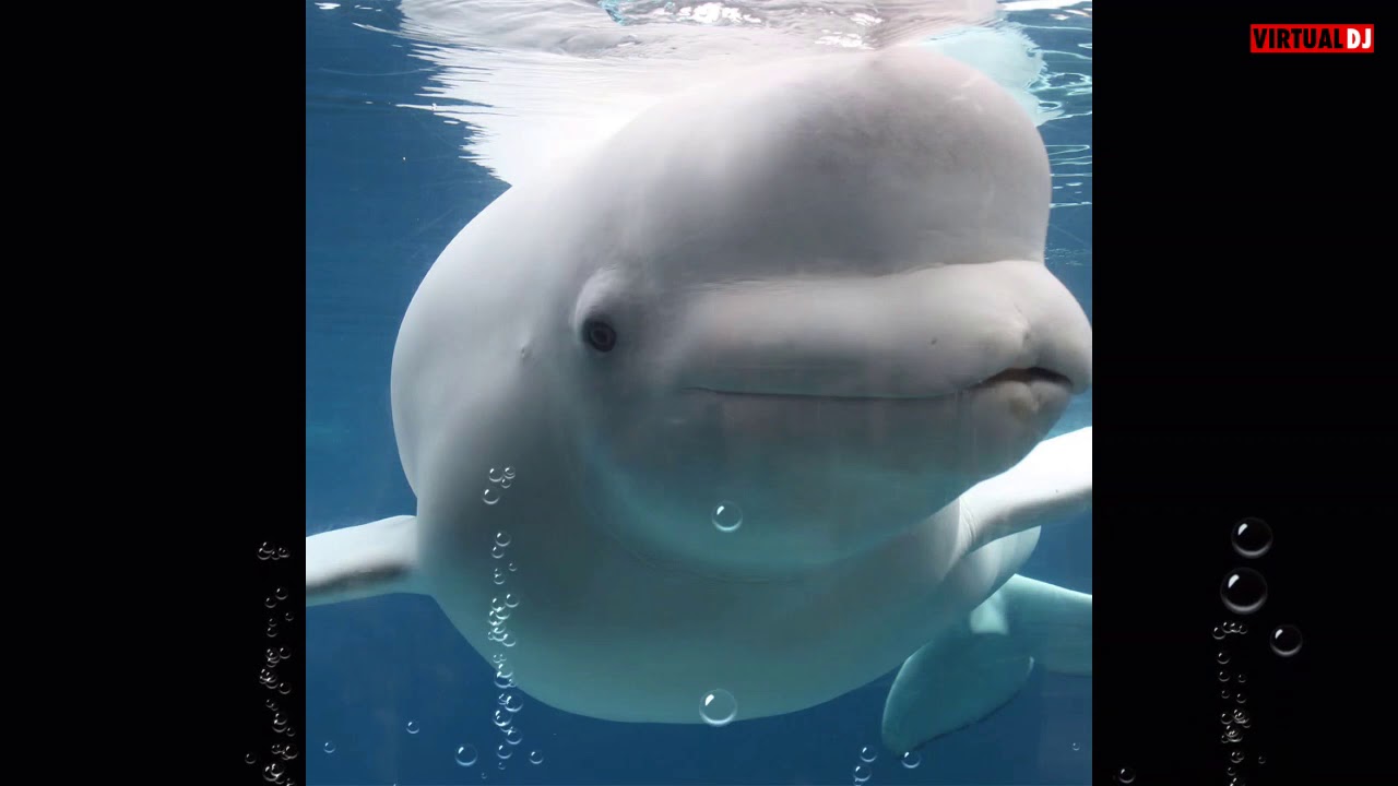 Raffi   Baby Beluga   karaoke