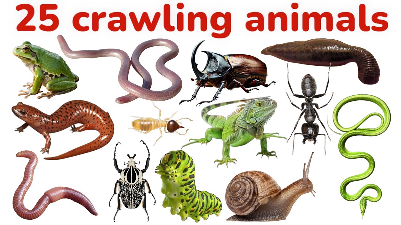 20 रेंगने वाले जानवरों के नाम सीखें बच्चों के लिए | Learn 20 Crawling Animal Name for Kids