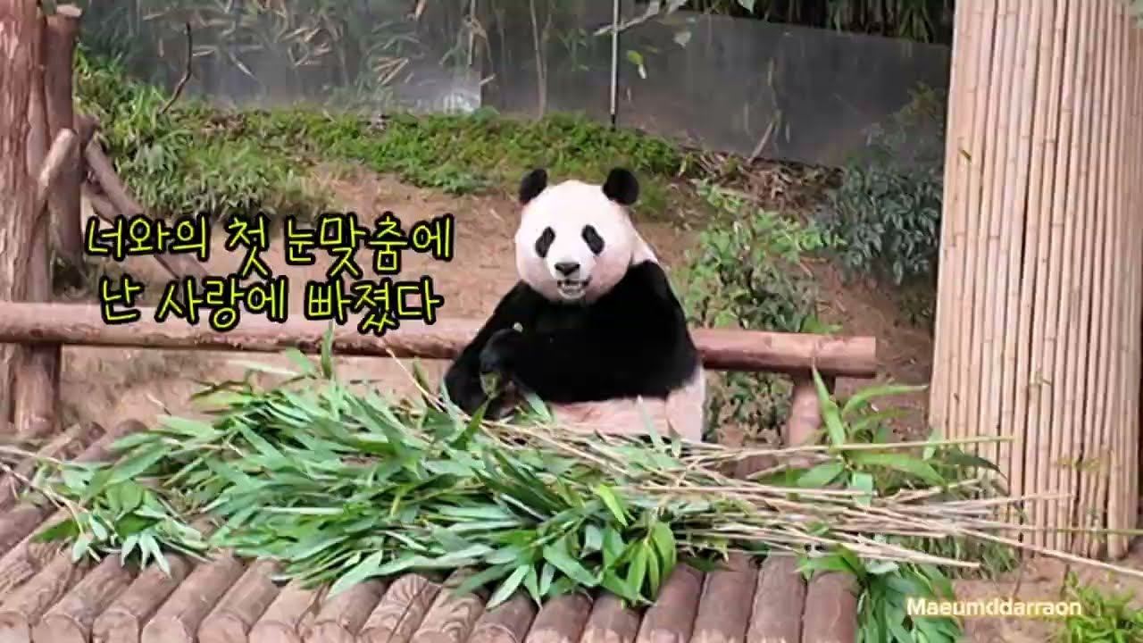 [바오패밀리 함께바오] Ep.01 너와의 첫 눈맞춤에 나는 사랑에 빠졌다🐼💛 엄마 아이바오와의 첫 만남 | Panda World