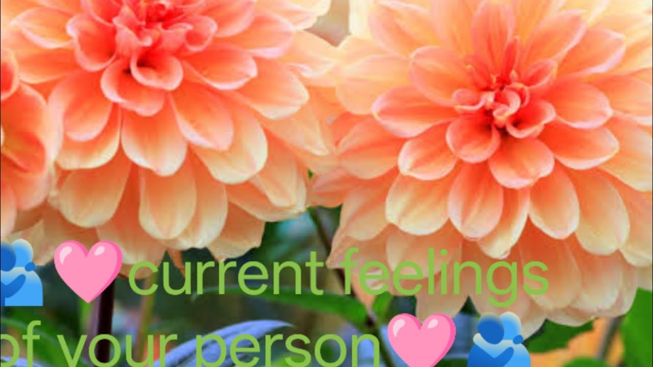 Current feelings of your person#tarot#yoga#lovesong #husband #meditation #anmeegam#divine #soulmate 