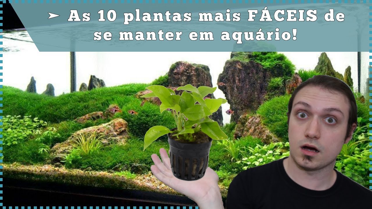 As 10 plantas mais FÁCEIS de se manter em aquário!