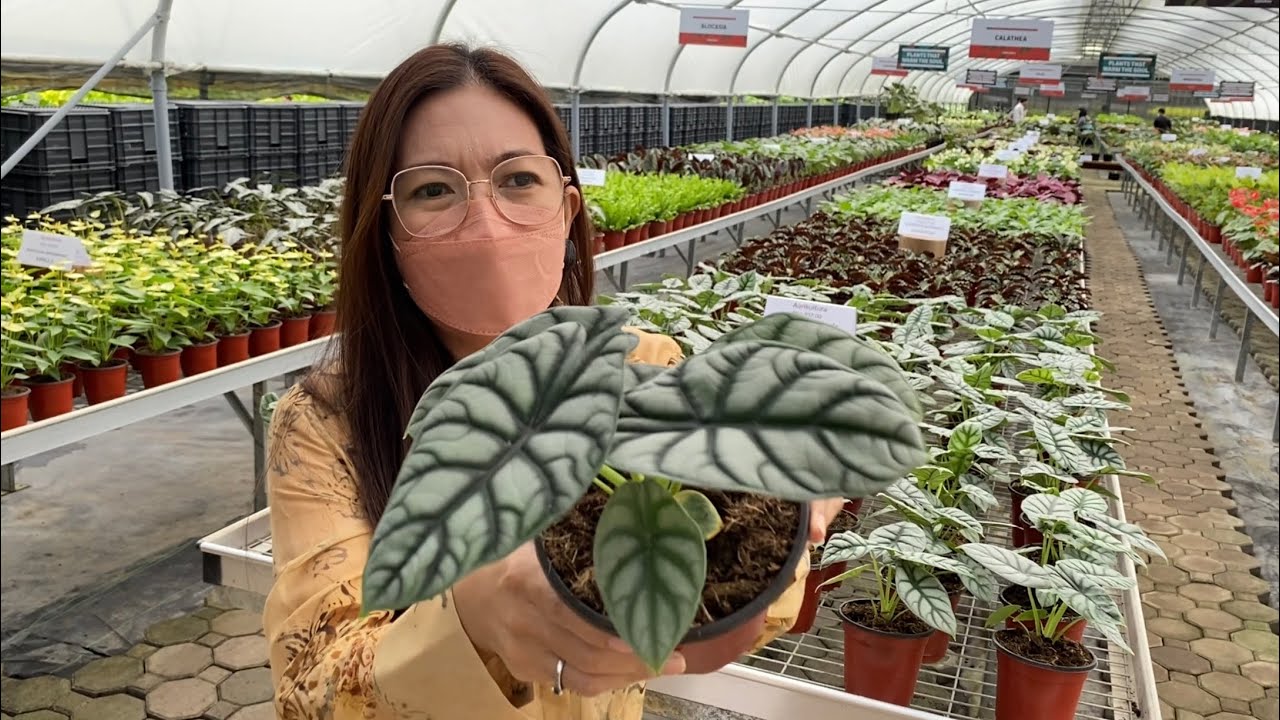 Plantita Journey Vlog 