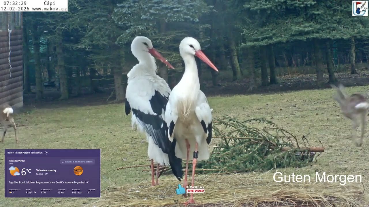 2026 02 12 Tierrettungsstation MAKOV, guten Morgen😀Kranich, Storch, Reh, Muffi, Reiher und Otter😀😀