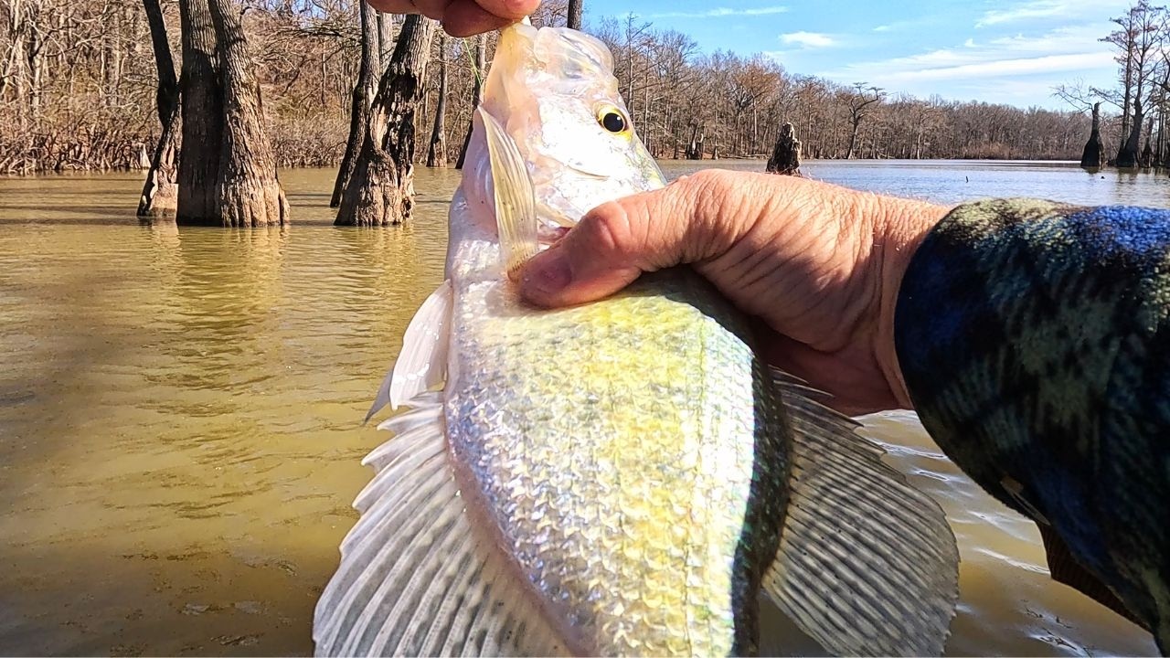 February Crappie Fishing | Found The Jig They're Biting❗