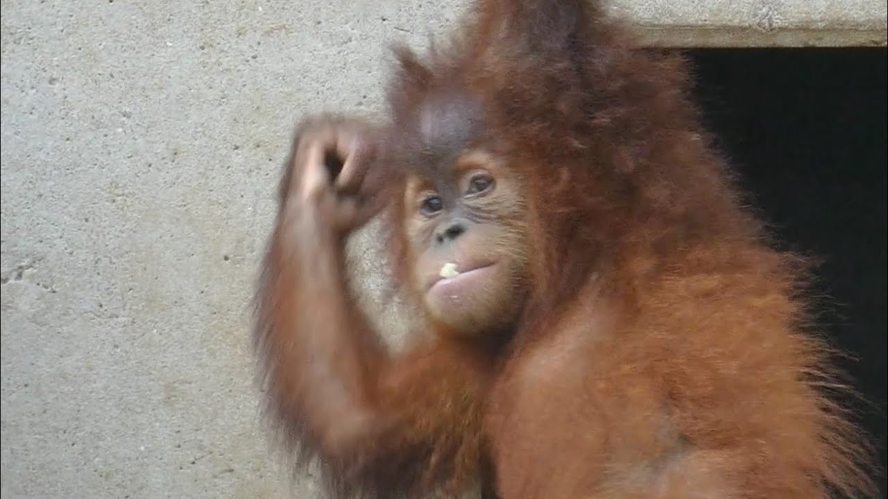 生存率100％の奇跡　市川市動植物園　スマトラオランウータン　４K(Gorilla,Orautatan,Chimpanzee,Animal,Zoo)