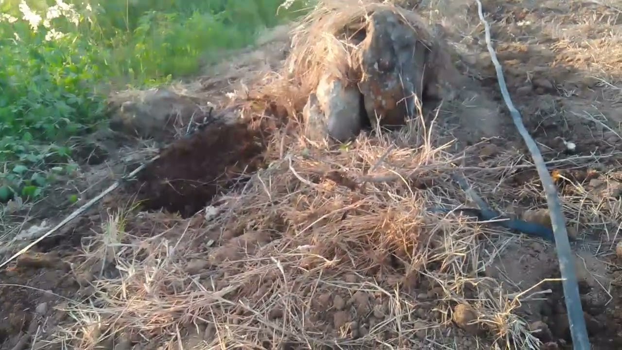 O vídeo de hoje o Antônio Rocha plantando uma maniva de macaxeira