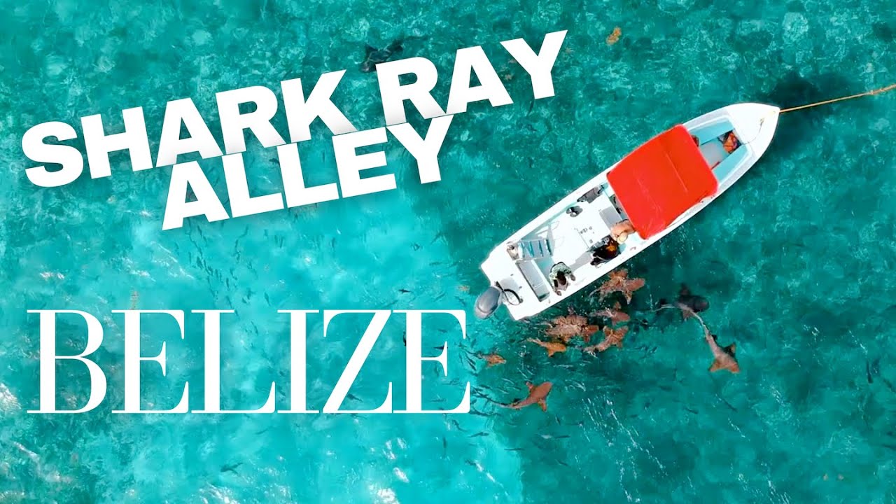 Swimming with SHARKS in Belize!