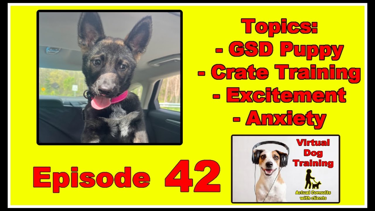 Ep.42 - German Shepherd Puppy. Crate Training. Preparing for adoption