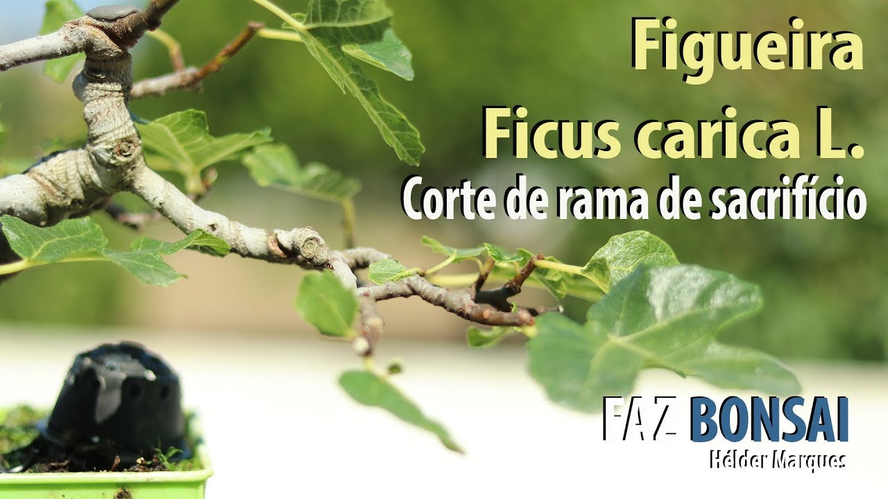 Figueira (Ficus Carica L.) -  Corte de rama de Sacrifício