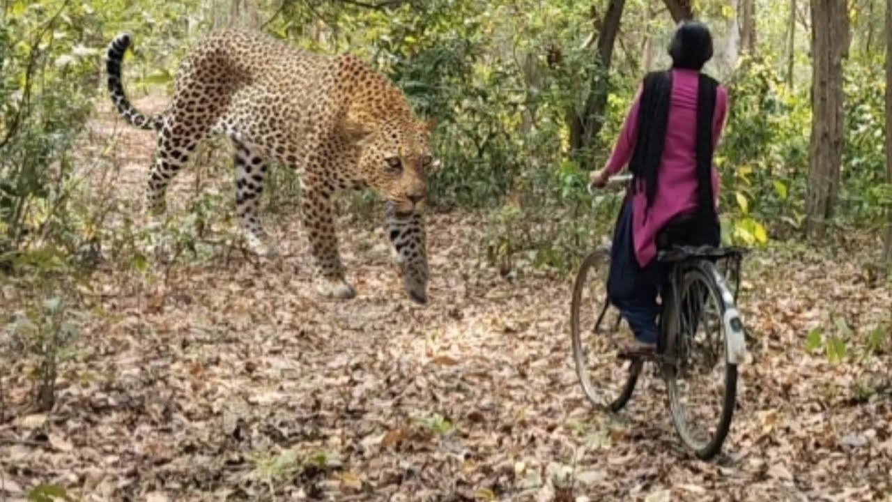 Tiger Attack On Village Girl in the forest tiger Attack man in forest oyay🙏🌳Bengal tiger attack🦁🐆🤩☔🌲