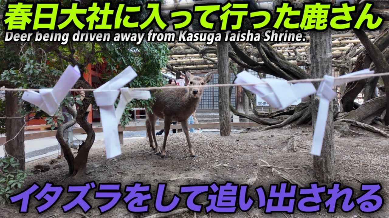 春日大社に入って行った鹿さん　イタズラして追い出される