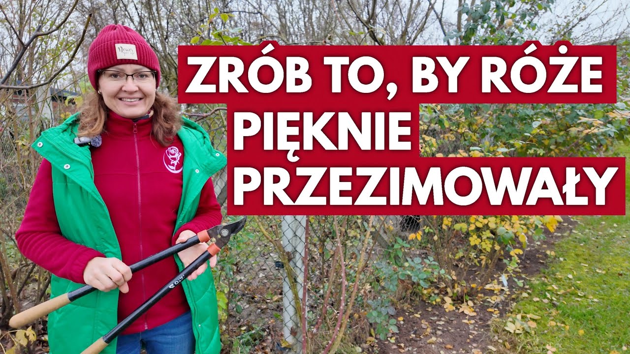 Jak przygotować róże do zimy?