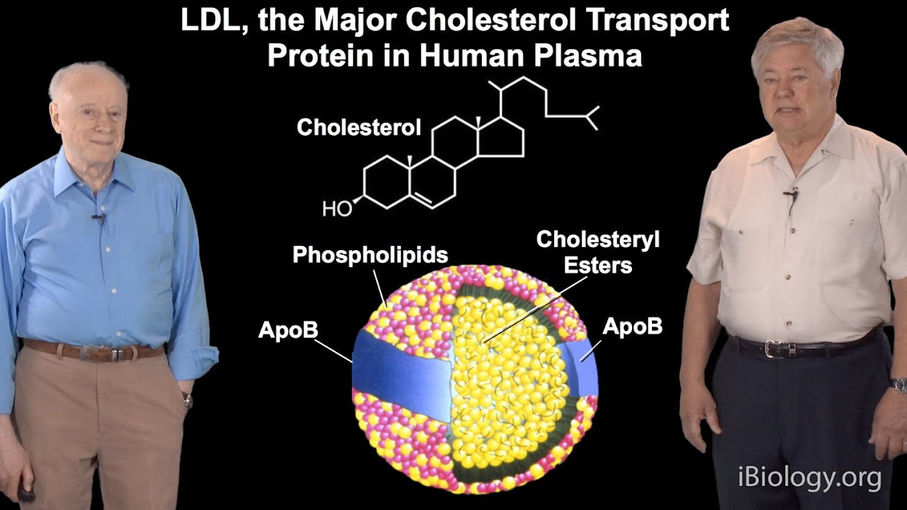 Brown and Goldstein (U Texas Southwestern): Molecular Basis of Familial Hypercholesterolemia