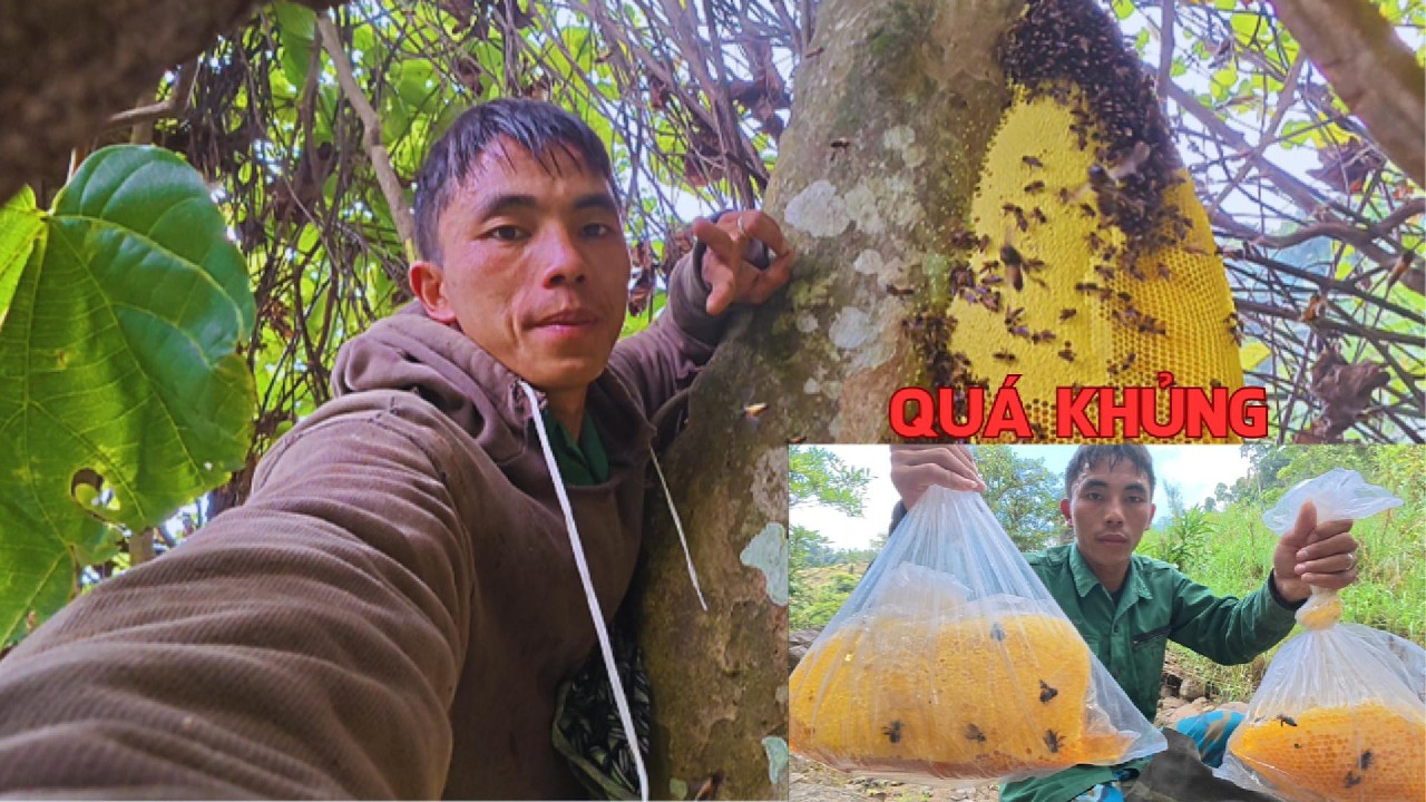 Theo Dấu Ong Bay Phát Hiện Tổ Mật Khổng Lồ Trong Rừng | Săn Ong Rừng (Phần 1)