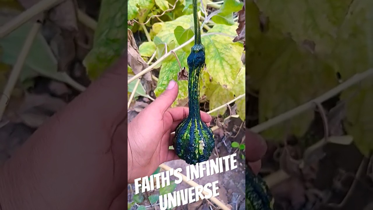Check Out The Funny Shape Of This Gourd #gourds #harvest #food #garden #short #shorts #harvesting