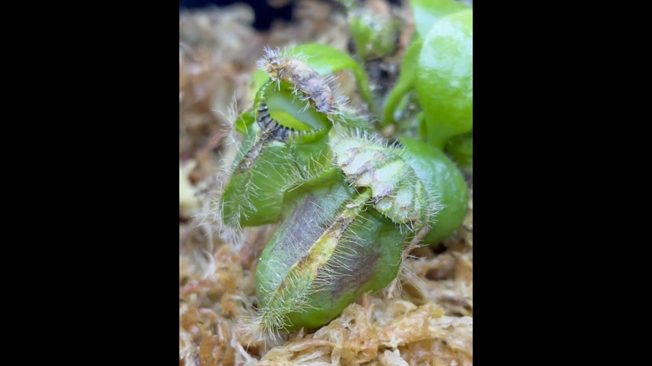 FIRST ATTEMPT AT A CEPHALOTUS FOLLICULARIS REPOTTING