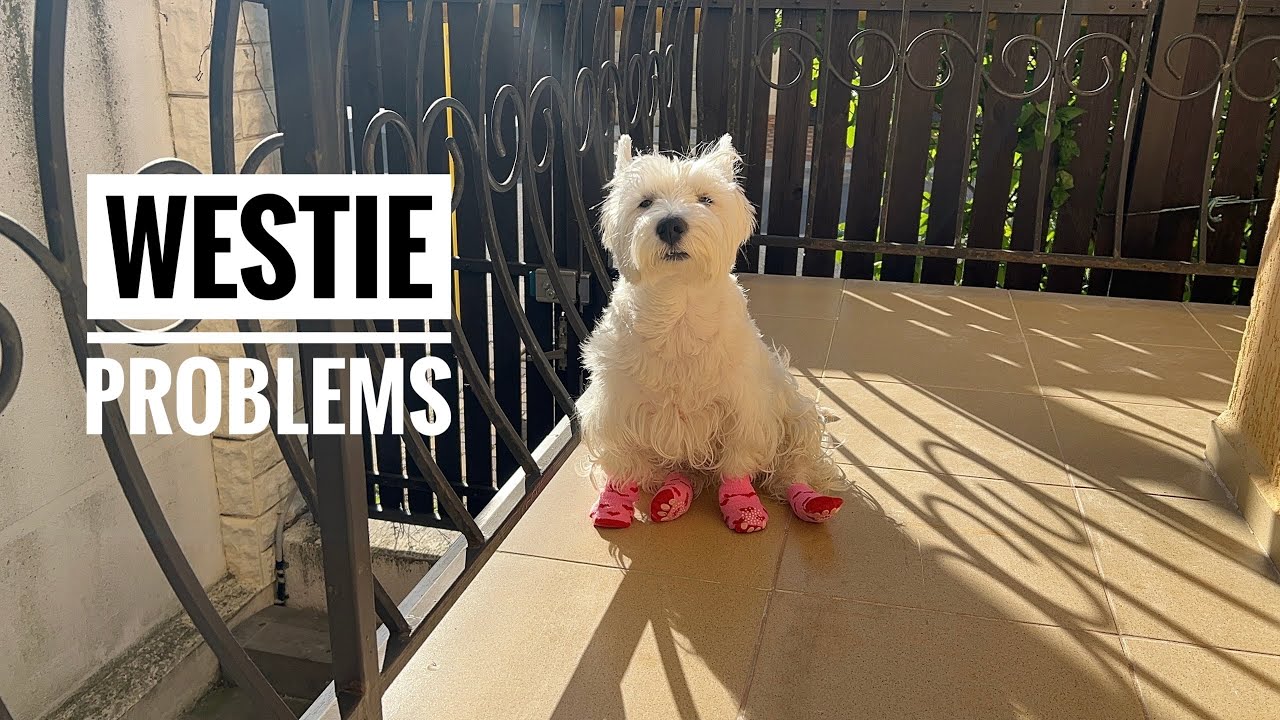 Uma&rsquo;s Allergy Nightmare - Vet Visits, Rain & Recovery