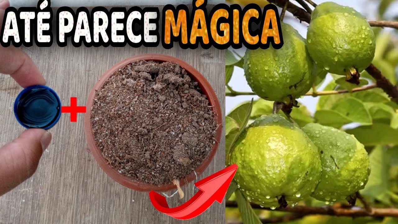 Faz Sua Goiabeira Produzir Muito - 2 Adubos - Milhares de Frutos Sem Gastar 1 Real