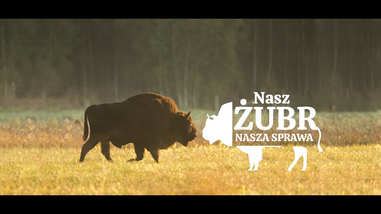 Kto spotyka w lesie żubra. WWF Polska