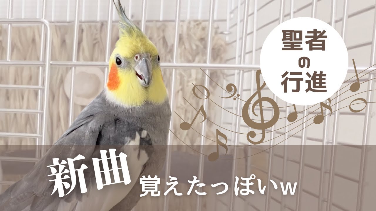 【歌】覚えたての歌を披露/今週のオカメインコこはくさん