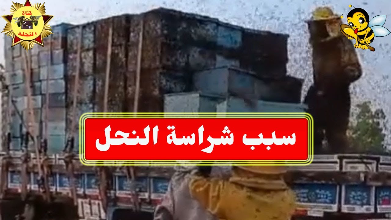 أسباب شراسة النحل وكيف نتخلص من شراسته