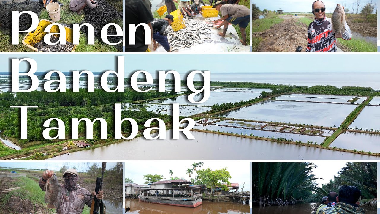Panen Bandeng Tambak