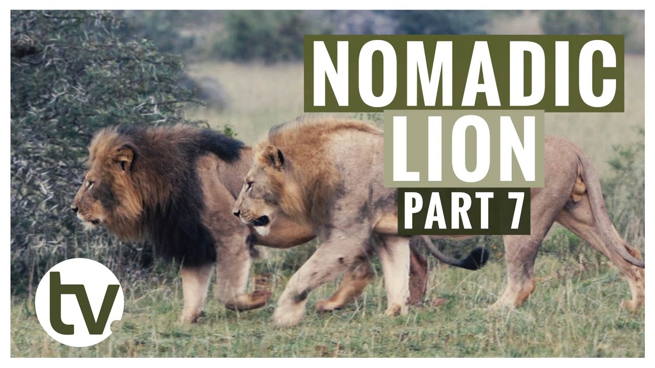 Lion Genetics Part 7: An Update on the Nomad - and a New Coalition Rises