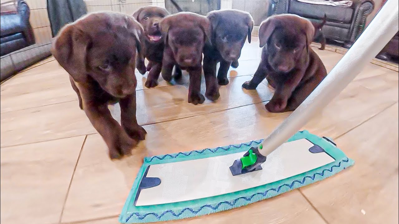 Puppies Chase The Sweeper!