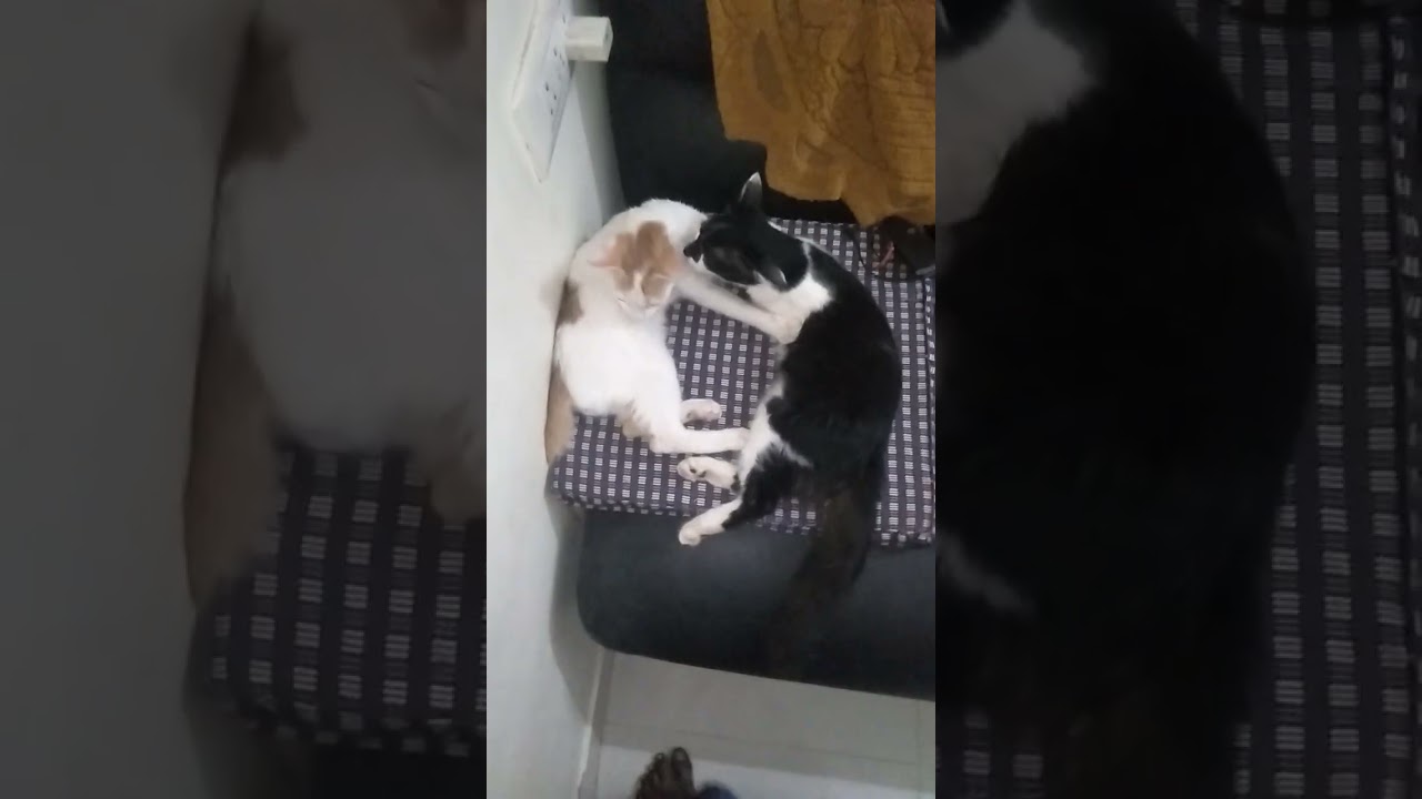 Jack and maara is cute cat video