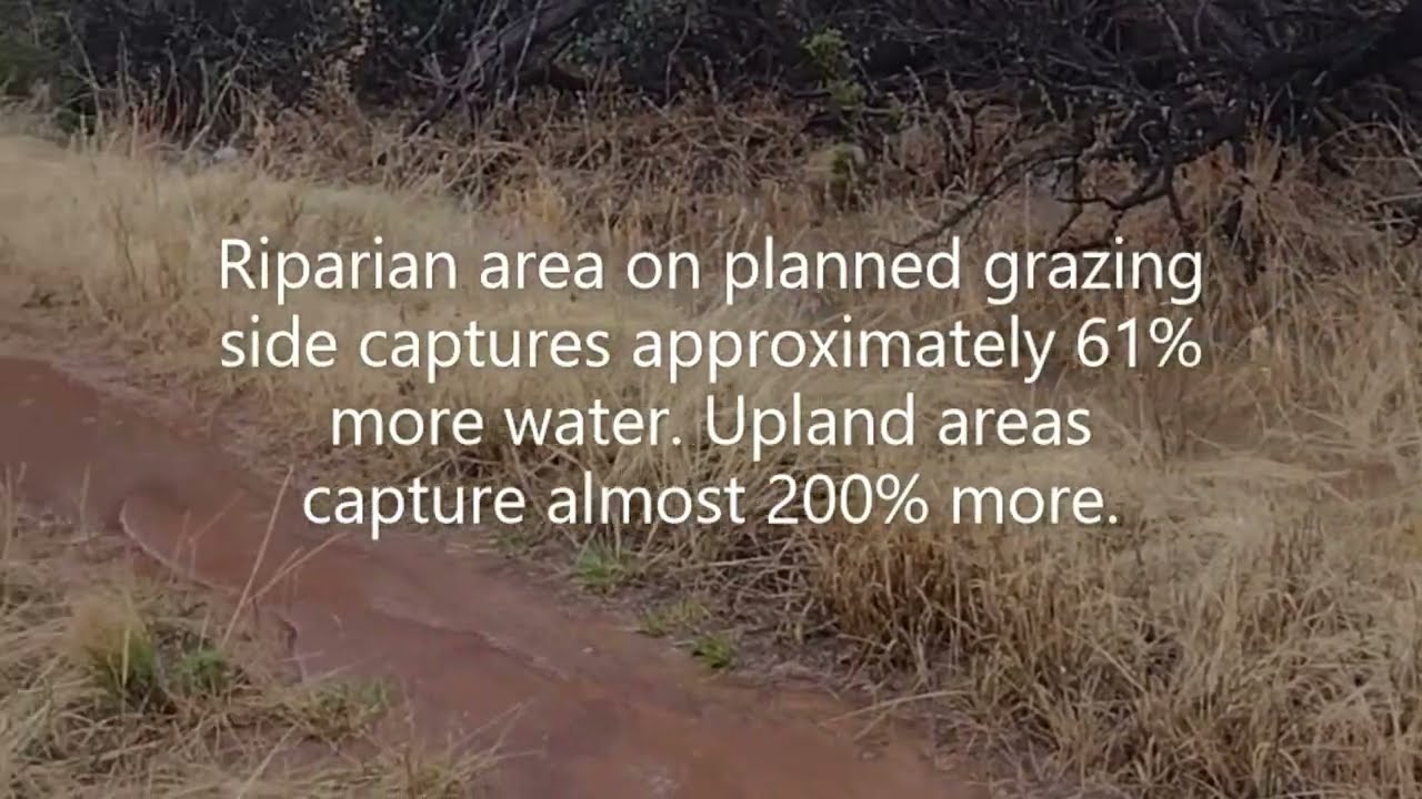 Double Your Land's Water Infiltration with Planned Grazing