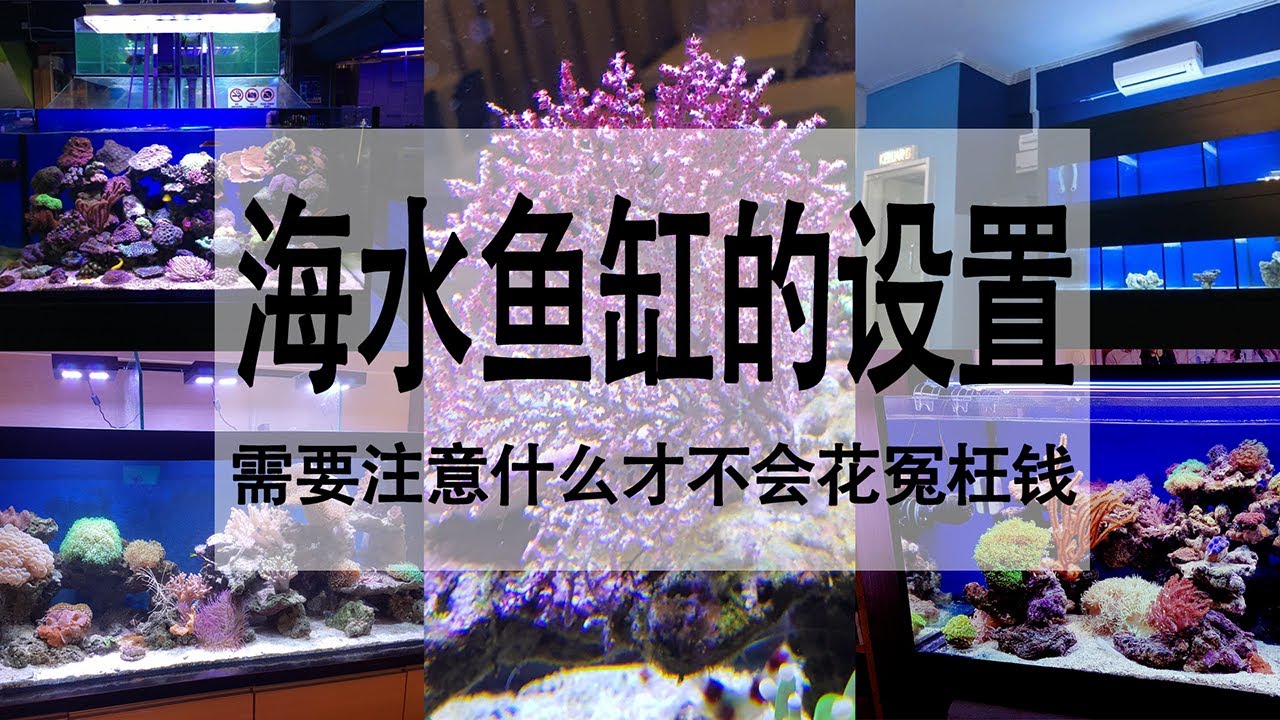 海水鱼缸的设置需要留意什么才不会花冤枉钱    |  【小马说水族】