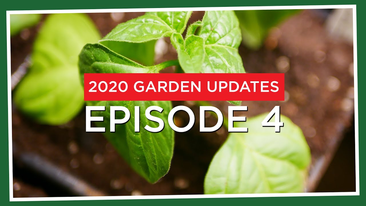 Potting up...and a giveaway! (2020.E04 Garden Updates)