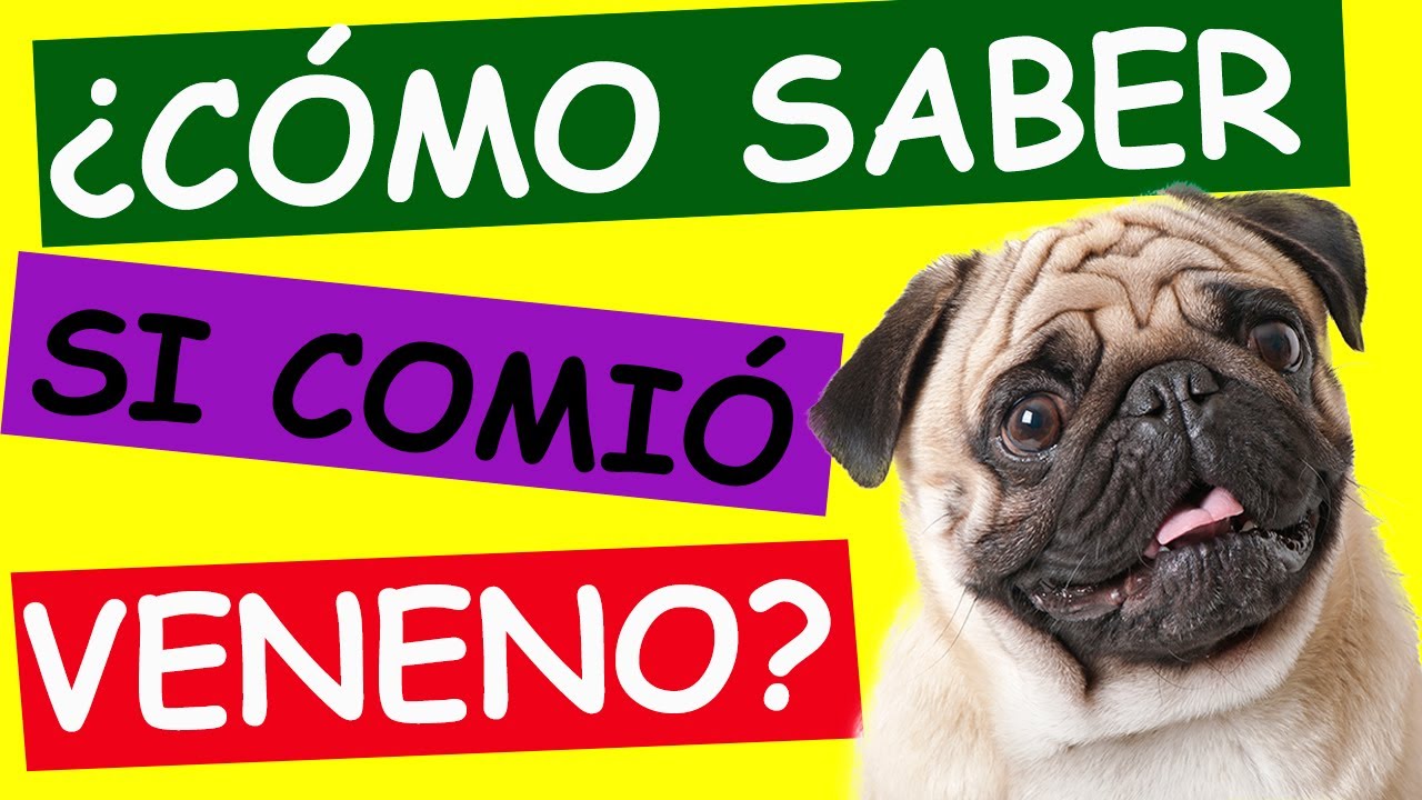 ¿Cómo saber si mi PERRO esta ENVENENADO?