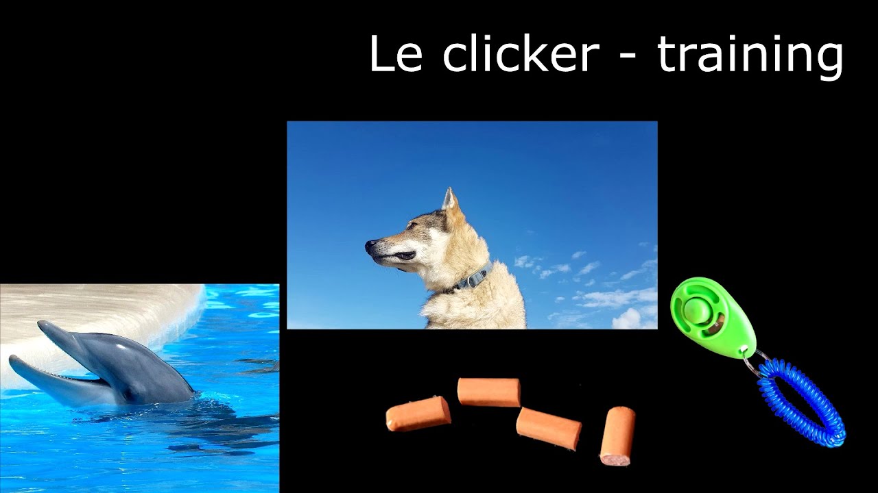 QC 2 : L'éducation et le dressage des pros : le clicker training