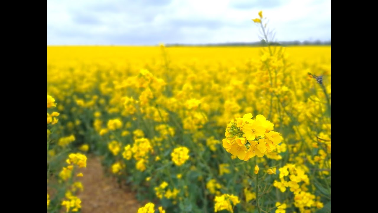 Rapeseed field | Yellow Blossoms