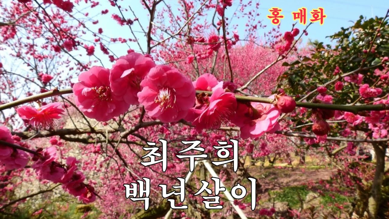 가수 최주희+백년살이 타이틀곡 홍매화 2026,3,10,
