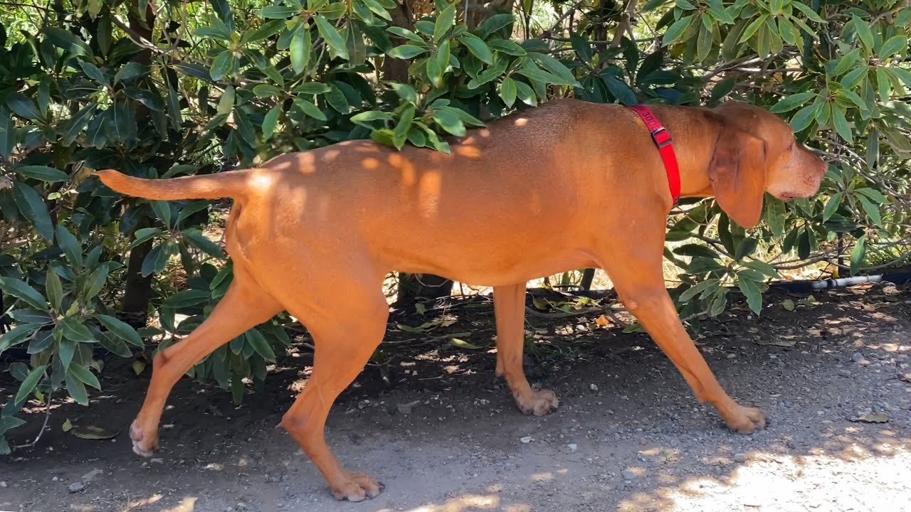 Dog Trancing