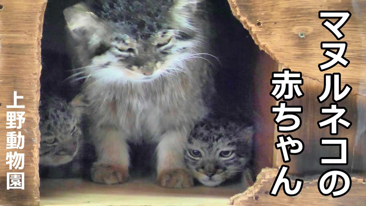 マヌルネコの赤ちゃん🐾UENO ZOO Baby manul