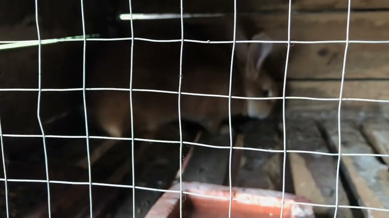 Солікокс -профілактика кокцидіозу