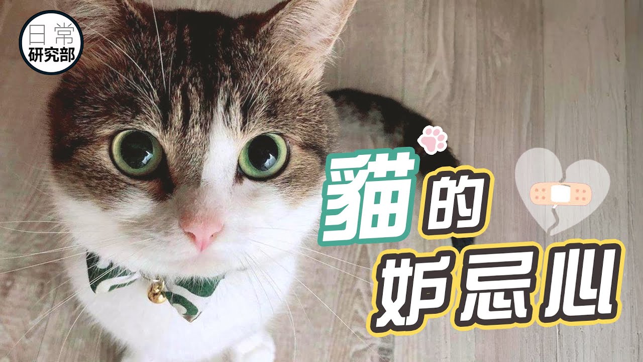 貓很計較？自尊心超強？｜如何應對妒忌心重的貓？