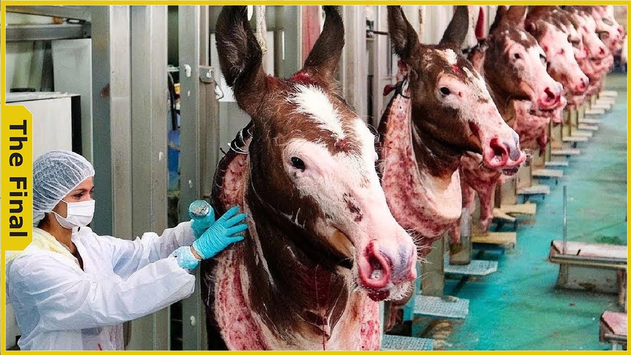 How Chinese Farmers Make $7,200 a Night – Donkey Meat Processing