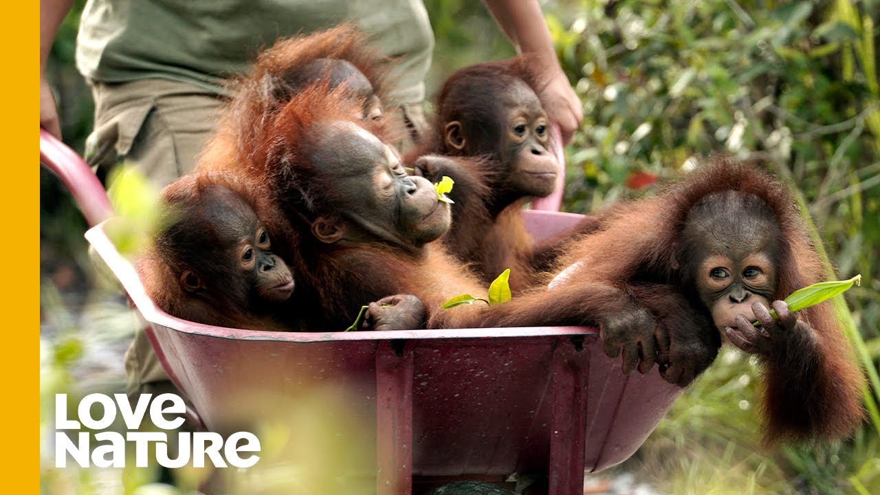 Rescued Baby Orangutans Exploring The World | Love Nature