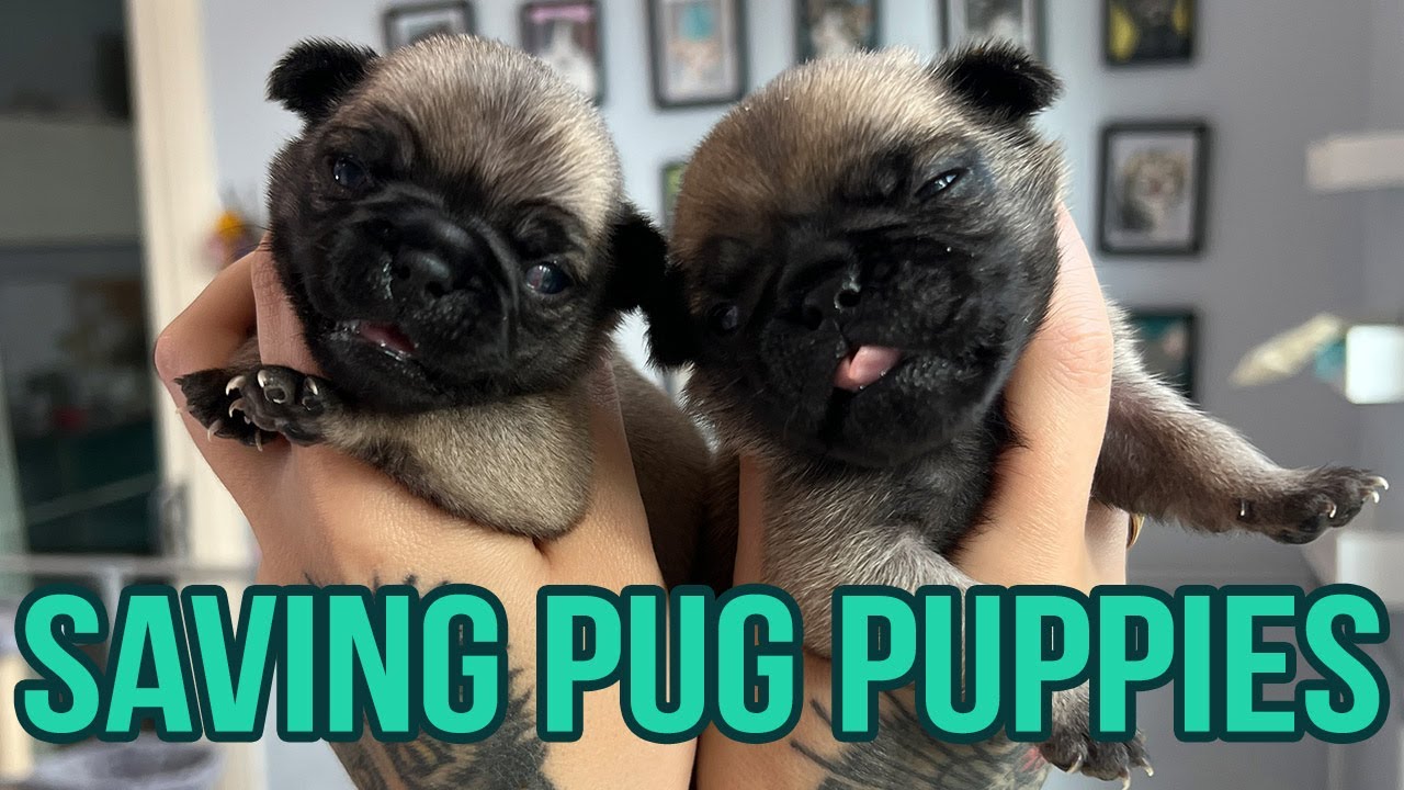 Rescuing Tiny Newborn Pug Puppies