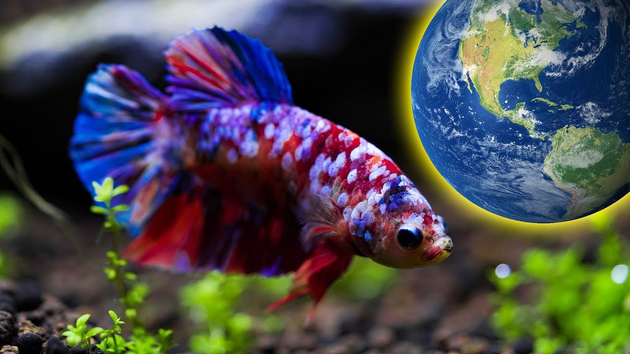 My Betta's From Across The World