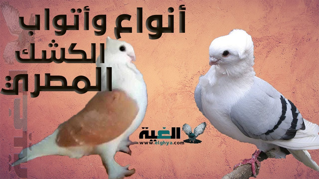 اتواب والوان الحمام الكشك المصري بالتفصيل#الغية#العمدة
