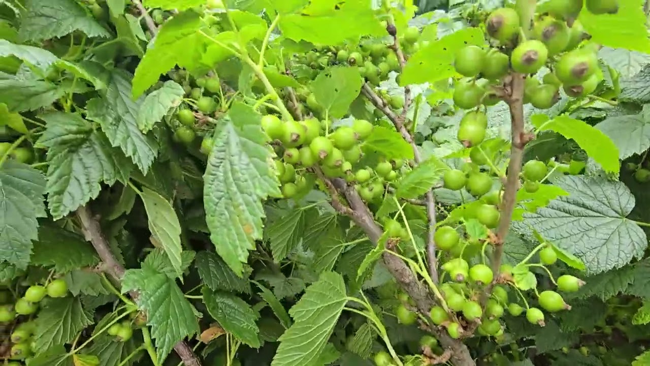 Porzeczka po opadzie owoc&oacute;w: ocena plonu i planowane zabiegi