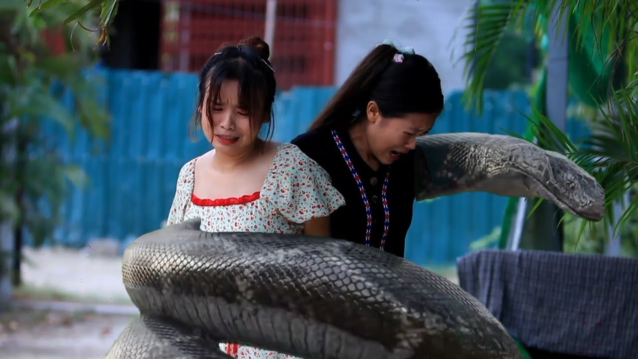 လောဘကြီး၍ မြွေအစာဖြစ်သွားသူ၂ဦး🥀😢