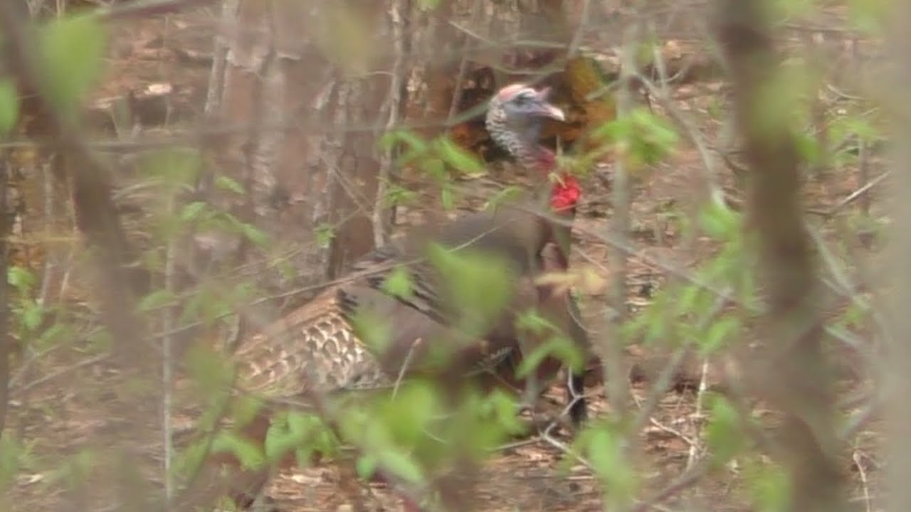 Turkey Hunt 4/22/22 Arkansas
