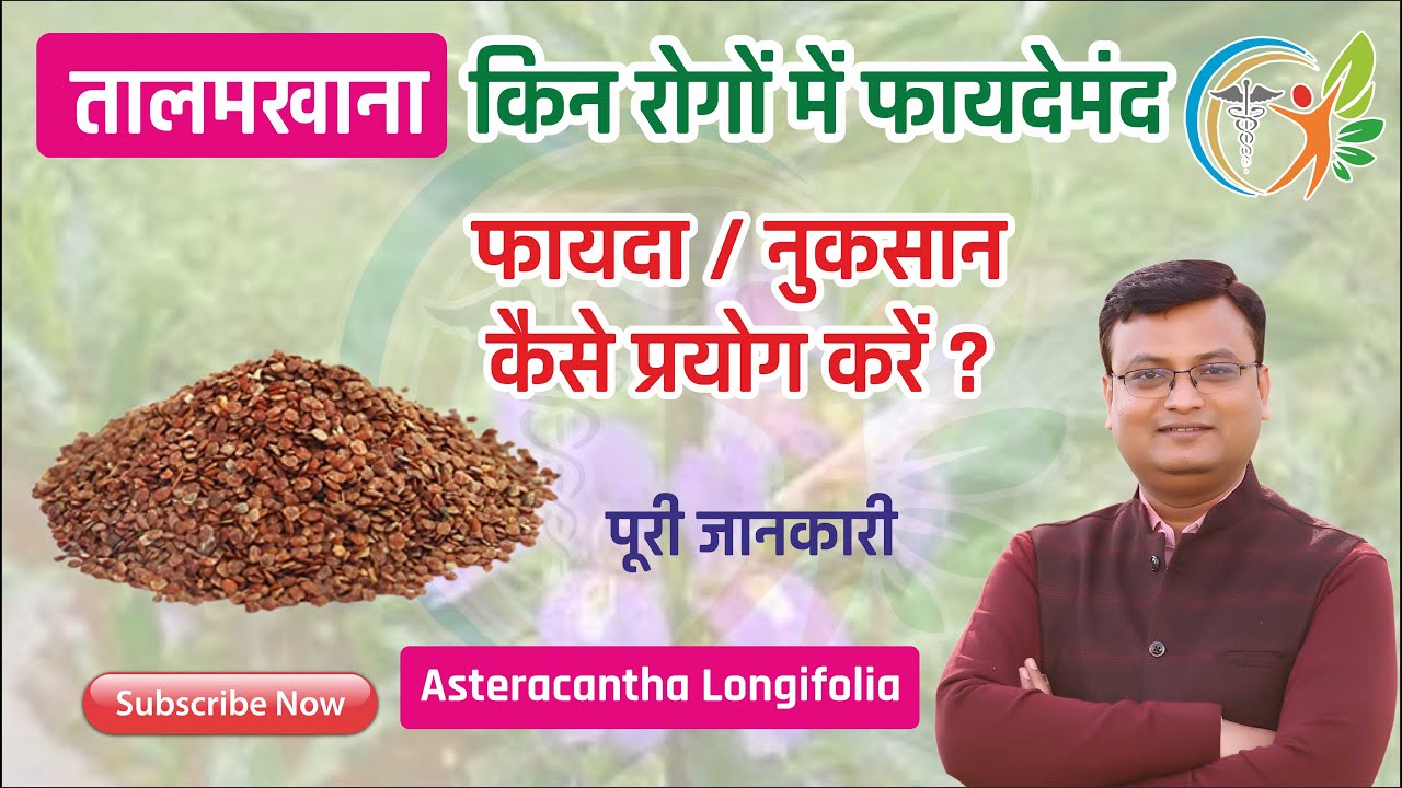 तालमखाना के विषय में पूरी जानकारी | तालमखाना क्षार | Asteracantha longifolia in hindi (106)